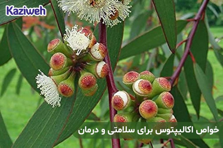 خواص اکالیپتوس برای سلامتی و درمان