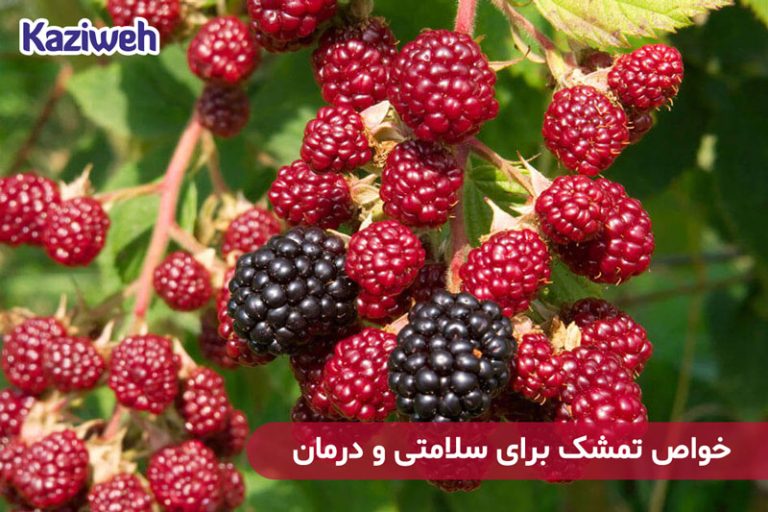 خواص تمشک برای سلامتی و درمان